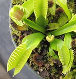 fuzzytrap.jpg image by flytrapkeeper